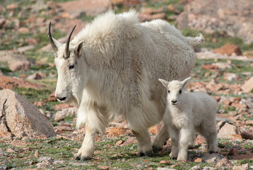 A Mountain Goat Mother and Kid