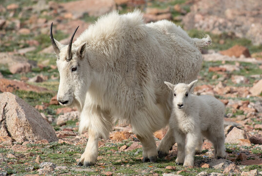 A Mountain Goat Mother and Kid