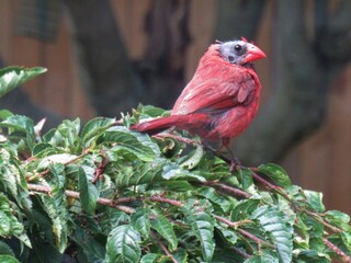 Funny Cardinal Molting Feathers Head