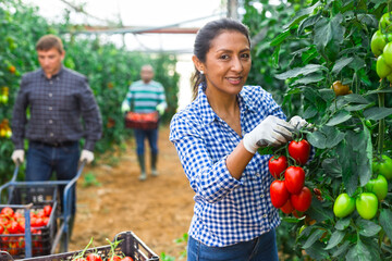 Several farmers harvest red tomatoes and put in boxes