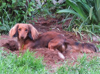Longhair Dachshund Digging