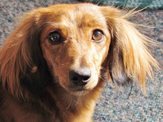 Longhaired Dachshund Close Up Face