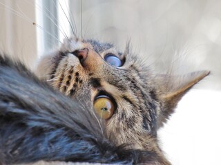 Brown Tabby Cat Close up Face upside Down Whiskers 