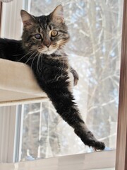 One Eyed Cat in Cat Tree Brown Tabby Longhair