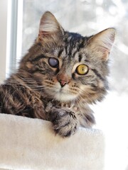 close Up Portrait One Eyed Cat Brown Tabby Longhair