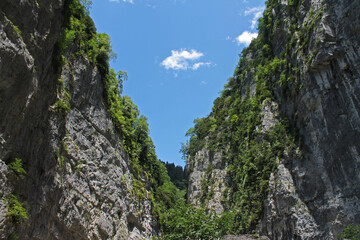 tree in the mountains