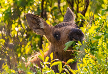 Newborn Moose Calf Grazing in a Willow Patch