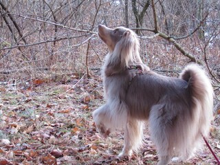 Fluffy Grey dog Looking Up Pretty Lighting In the Woods