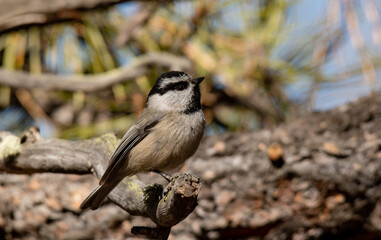 Mountain Chickadee Perched on a Branch in the Morning Sunlight

