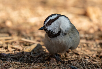 An Adorable Mountain Chickadee Foraging for Food 