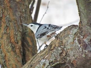 White Breasted Nuthatch Outside Winter