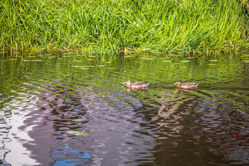 Beautiful view of a duck floating in river. Birds concept. Beautiful backgrounds of nature. Sweden.
