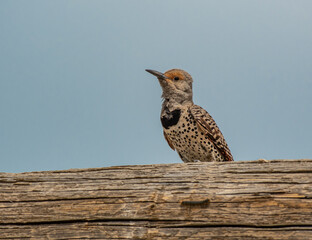 A Female Northern Flicker Perched on a Fence