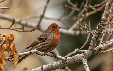 A Beautiful Male House Finch Perched in a Tree
