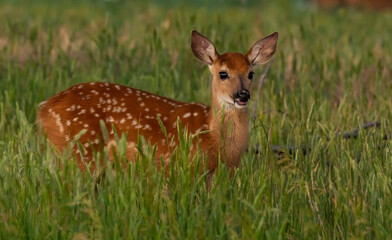 An Adorable Deer Fawn Exploring a Meadow