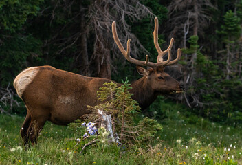 Naklejka na ściany i meble A Springtime Bull Elk Roaming the Mountains 