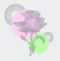 Rose drawn with lines with colored spots. Vector.
