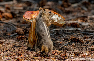 An Adorable Golden-mantled Ground Squirrel Enjoying some Mushroom