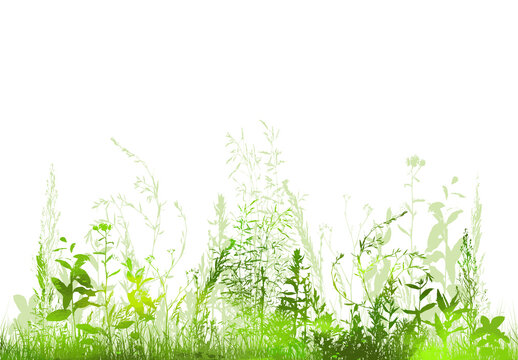 Grass silhouette. green grass with flowers. Vector illustration