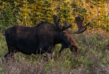 A Large Bull Moose in Velvet Antlers Roaming through the Colorado Mountains
