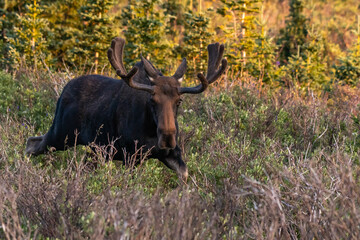 A Large Bull Moose in Velvet Antlers Roaming through the Colorado Mountains