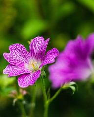 Fototapeta premium close up of a pink flower