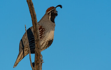 A Gambel's quail perched on a Branch Calling Out
