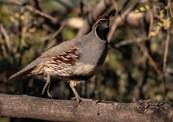 A BEautiful Gambel's Quail Walking on a Branch
