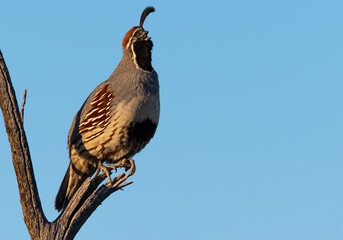 A Gambel's quail perched on a Branch Calling Out
