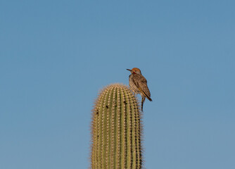 Gilded Flicker Perched on Top of a Saguaro Cactus on the Arizonan Desert