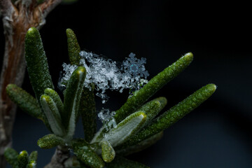 snow flake on rosemary
