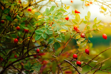 Fototapeta premium Beautiful rosehip bush on sunny autumn day