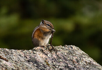 An Adorable Least Chipmunk Eating while Watching its Surroundings