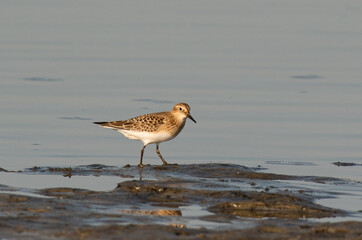 A Least Sandpiper Foraging on the Beach