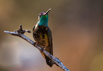 Obraz premium Rivoli's Hummingbird Perched on a Branch in the Arizona Desert