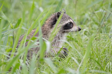 racoon in the grass
