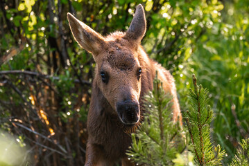 Naklejka na ściany i meble Moose Calf Grazing in a Willow Thicket