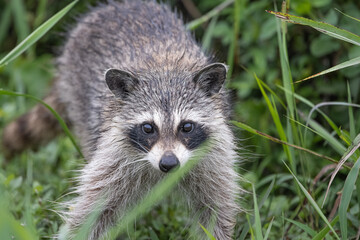 Naklejka premium foraging racoon