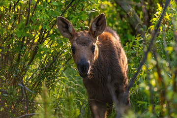 Moose Calf Grazing in Willows