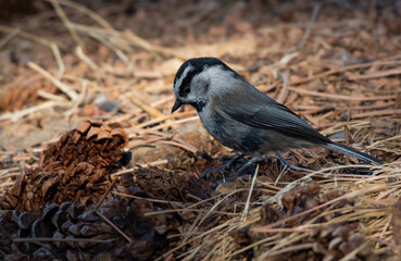 A Mountain Chickadee Foraging for Food in the Mountains of Colorado
