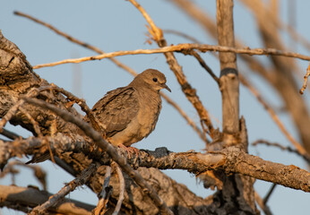 A Mourning Dove on a Summer Morning