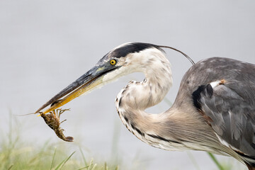 blue heron and crayfish