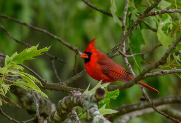 A Colorful Male Northern Cardinal Perched in a Tree