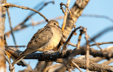A Mourning Dove on a Summer Morning