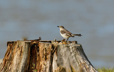 A Northern Mockingbird Perched on a Tree Stump