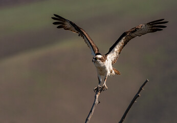 An Osprey Landing on a Branch