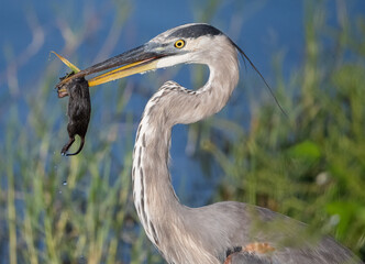 blue heron with dead dripping ratt