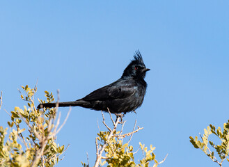 A Beautiful Male Phainopepla Perched on a Branch