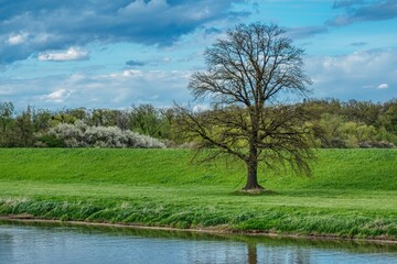wiosenny krajobraz z wielkim samotnym drzewem bez liści i kwitnącymi zaroślami, słoneczna wiosenna pogoda nad rzeką