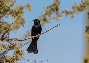 A Beautiful Male Phainopepla Perched on a Branch